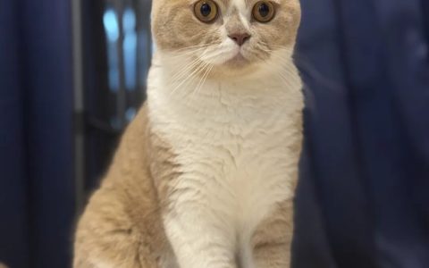 花 3000 块买的 AI 猫砂盆，结果只是个垃圾桶？