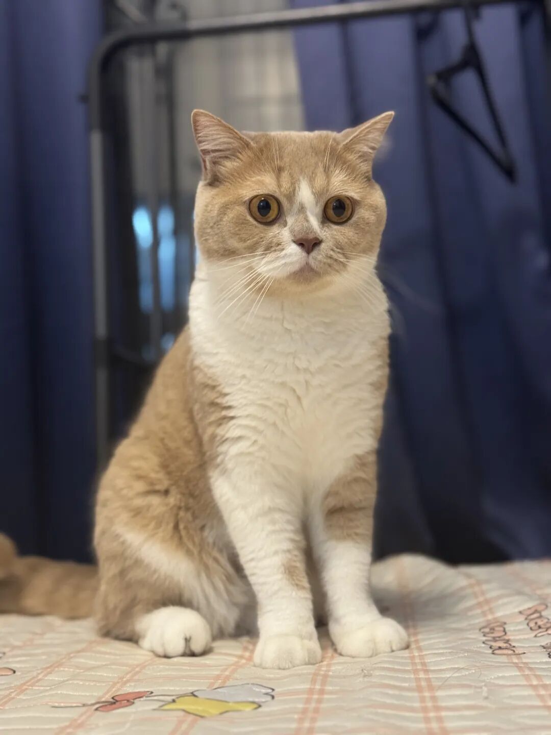 花 3000 块买的 AI 猫砂盆，结果只是个垃圾桶？